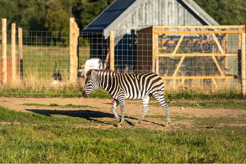 Šeimos apsilankymas zoologijos sode "Sigulda Zoo"