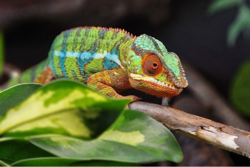 Apsilankymas zoologijos sode ZOOPARK Kaune