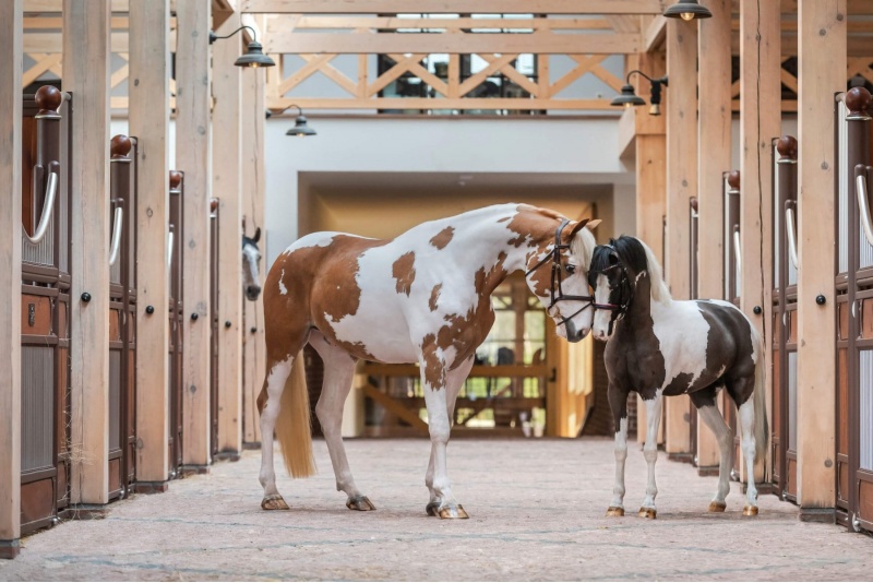 Individuali jojimo pamoka žirgyne ,,Royal Horse Resort'' Alytaus rajone